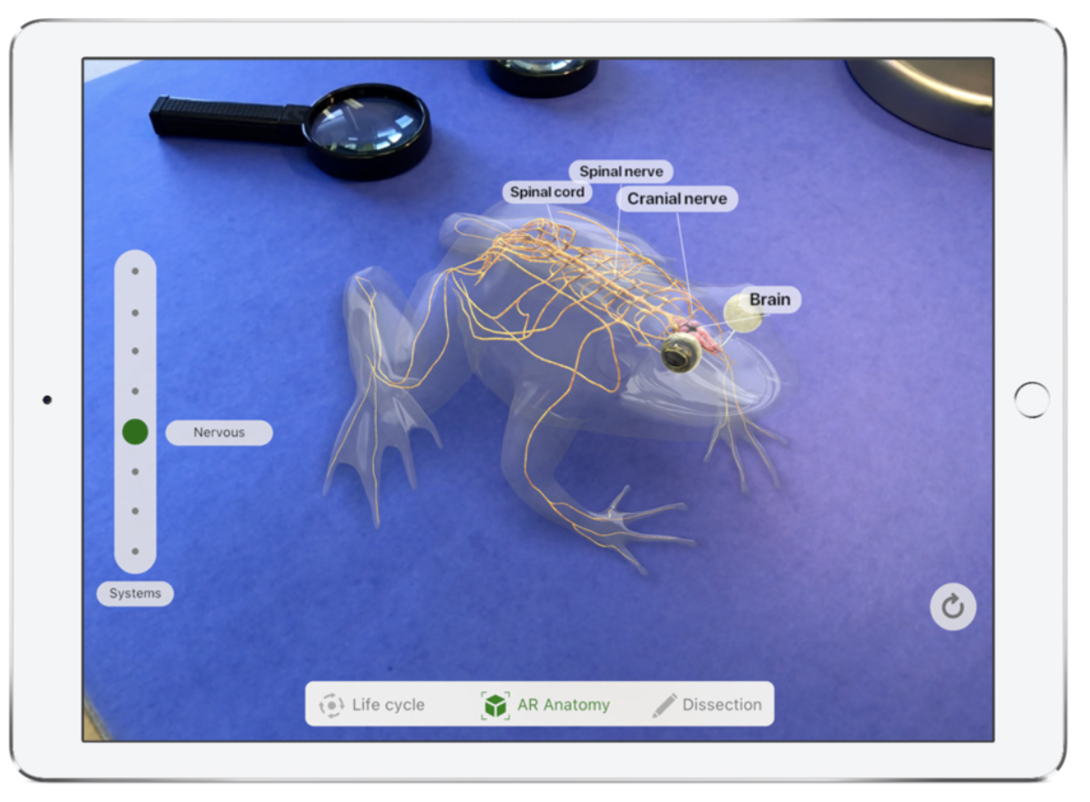 virtual frog dissection game